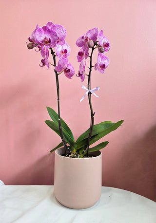 Orchid -2 stems (pink)