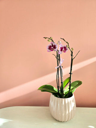 Orchid -Small (Multi Stems)