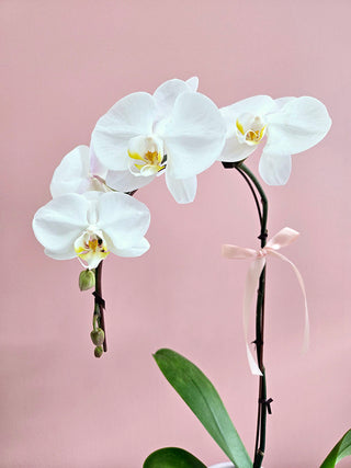 Orchid - single stem (Large)